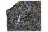 Polished Sericho Pallasite Meteorite ( g) Slice - Kenya #313707-1